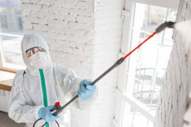 Best Water Damage & Mold Remediation  in Linden, AL