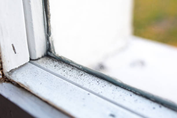 Best Mold Odor Removal Services  in Linden, AL
