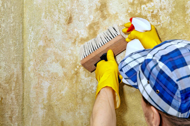 Best Mold Damage Restoration  in Linden, AL