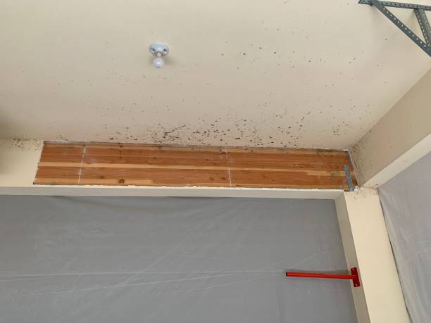 Mold Documentation for Insurance Claims in Linden, AL