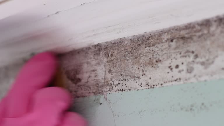Best Comprehensive Air Testing for Mold Contaminants  in Linden, AL